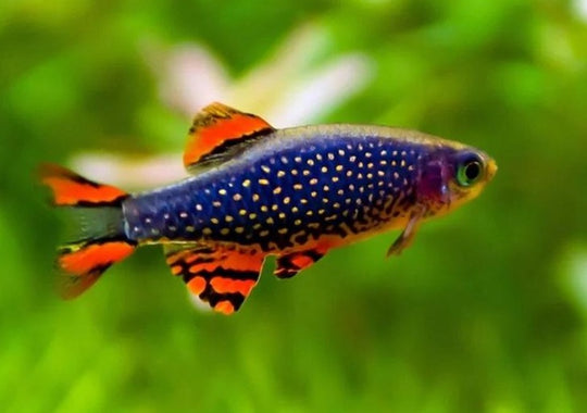 Rasbora Galaxy