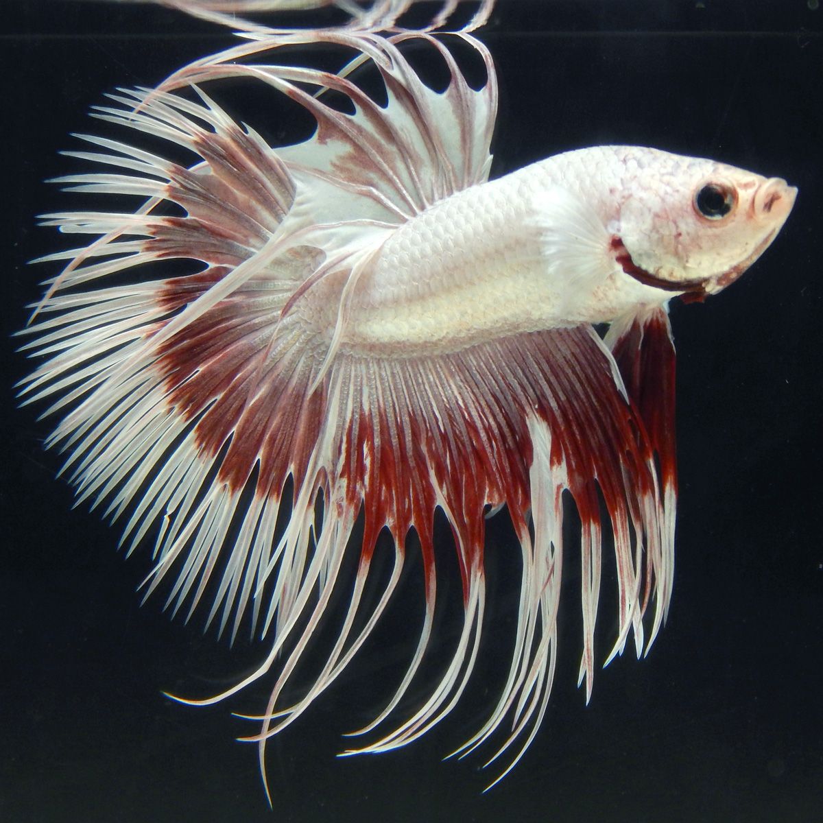 Betta crowntail dragon