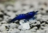 Neocaridina blue dream