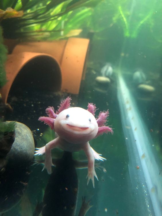 Axolotl