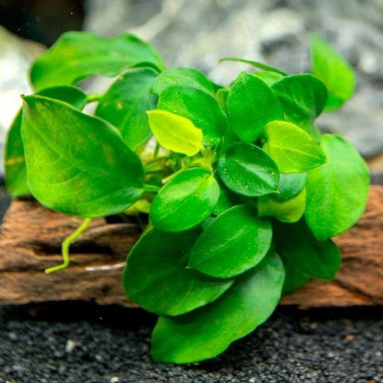 ANUBIAS NANA