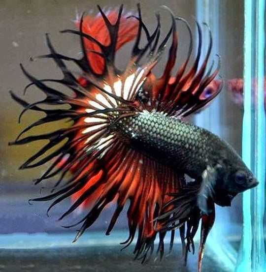 Betta crowntail dragon