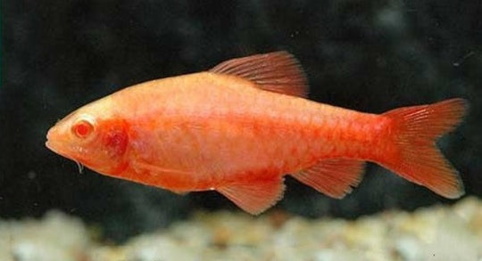 Barbus Titteya Albinos