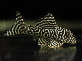 HYPANCISTRUS L333 7-8CM