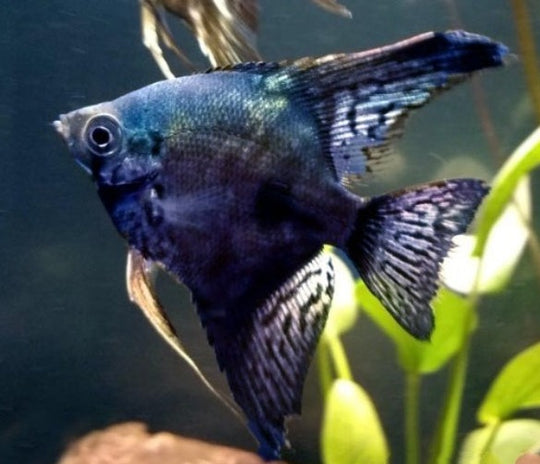 Scalaire Pinoy Smoke