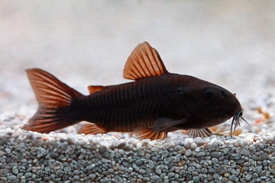 Corydoras Black venezuela