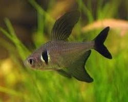 Tetra Fantôme noir