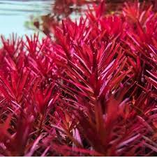 Rotala rotundifolia Blood Red