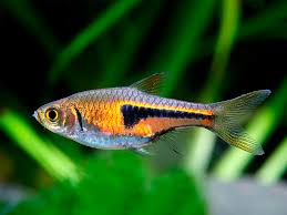 Rasboras Espei