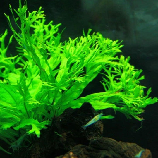 Microsorum pteropus 'Windeløv'