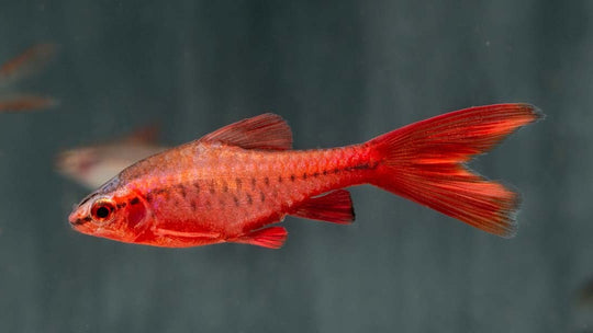 Barbus Titteya Voilé