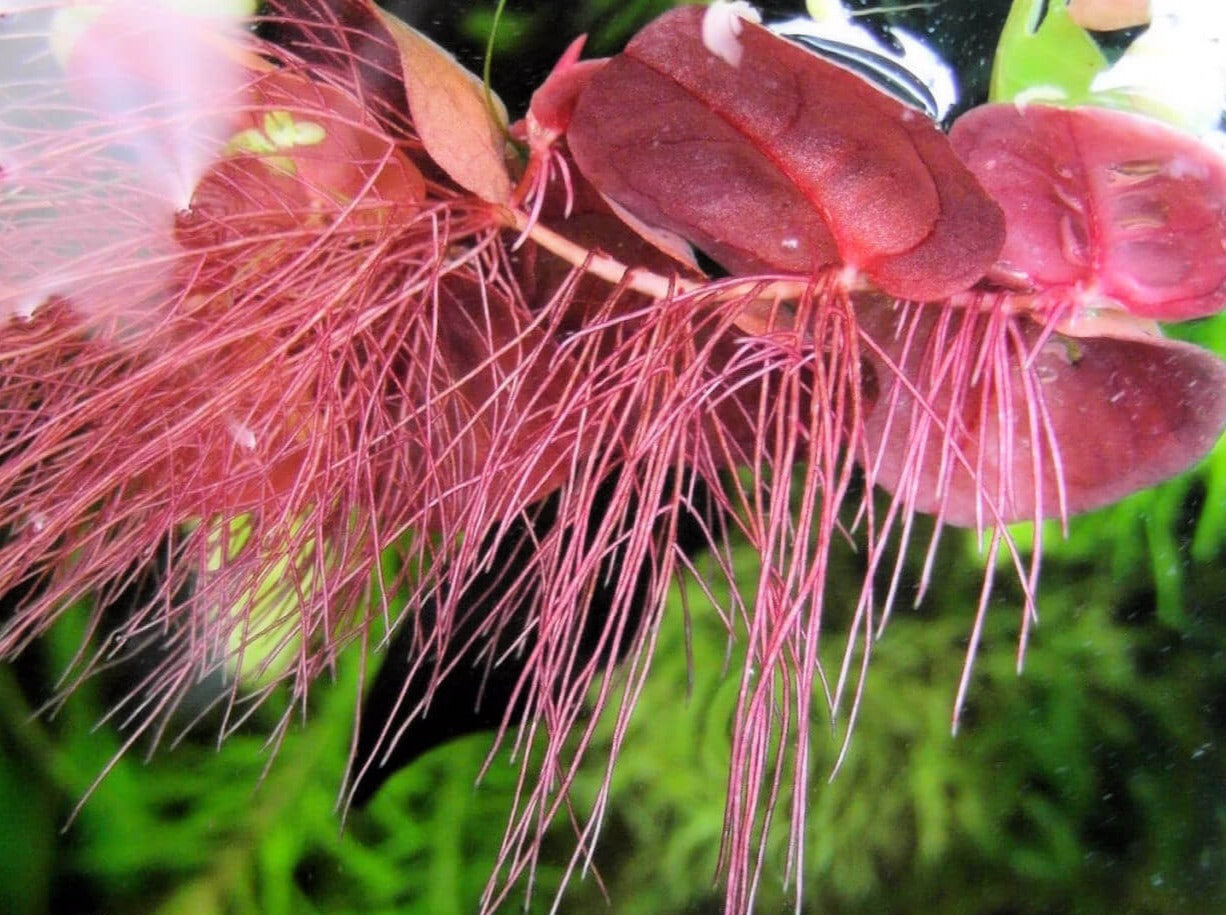 Phyllanthus fluitans