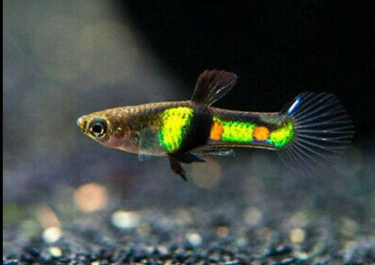 Guppy endler el tigre