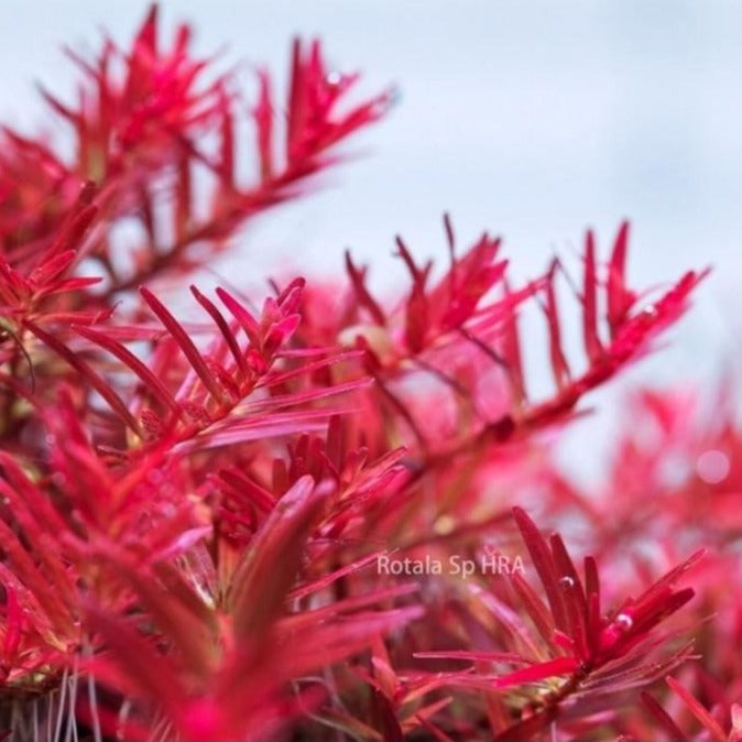 Rotala rotundifolia Blood Red