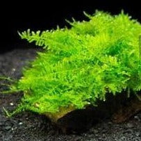 Taxiphyllum alternans 'Taiwan'