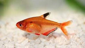 Tetra serpae