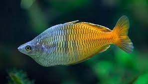 Melanotaenia Boesmani