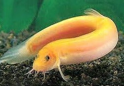 LOCHE BAROMETRE GOLD