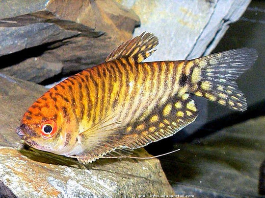 Gourami Gold
