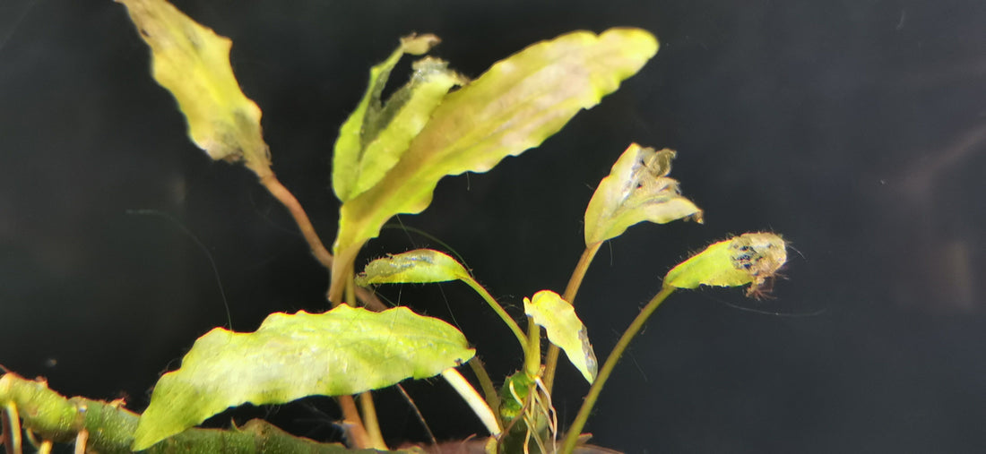 Mes plantes ne sont pas belles et certaines meurent? Pourquoi?