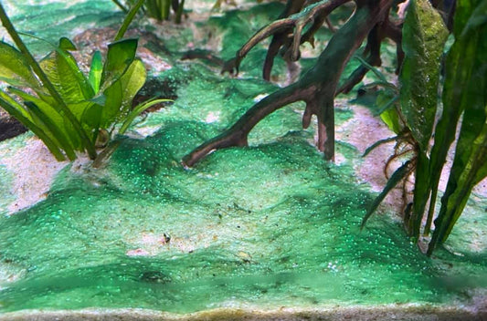 Comment ce débarrasser des cyanobactéries.