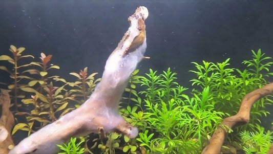 Les Particularités et Petits Problèmes des Bois et Racines en Aquarium