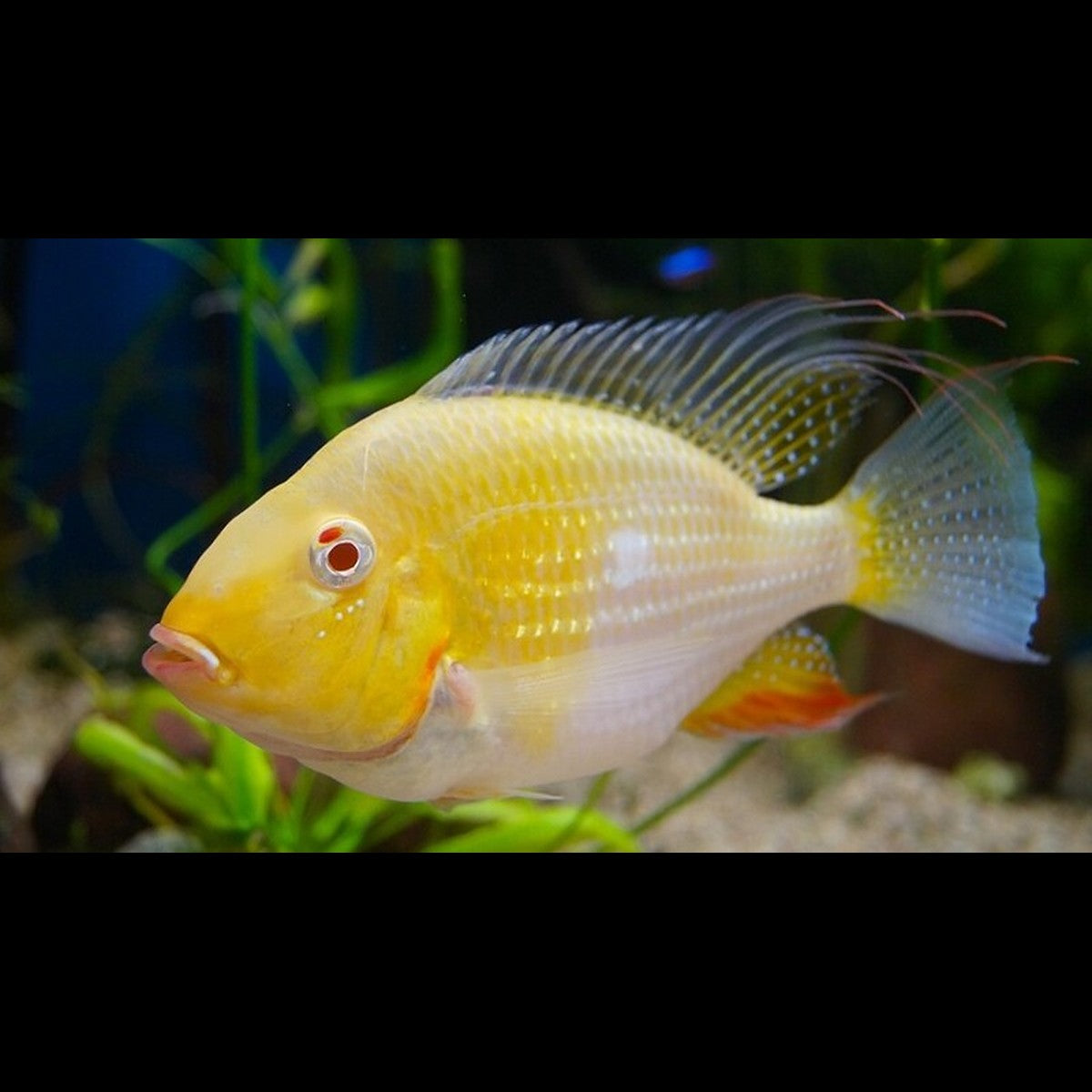 Cichlidé de Heckel albinos (Acarichthys heckelii « albino ») – Sur commande
