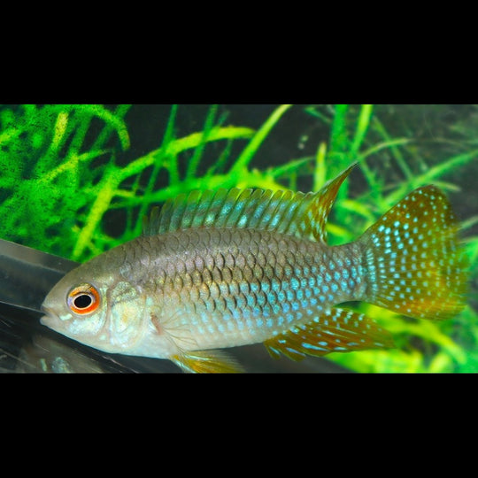Acara curviceps (Laetacara curviceps) – Sur commande