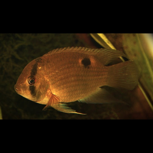 Acara du Maroni (Cleithracara maronii) – Sur commande