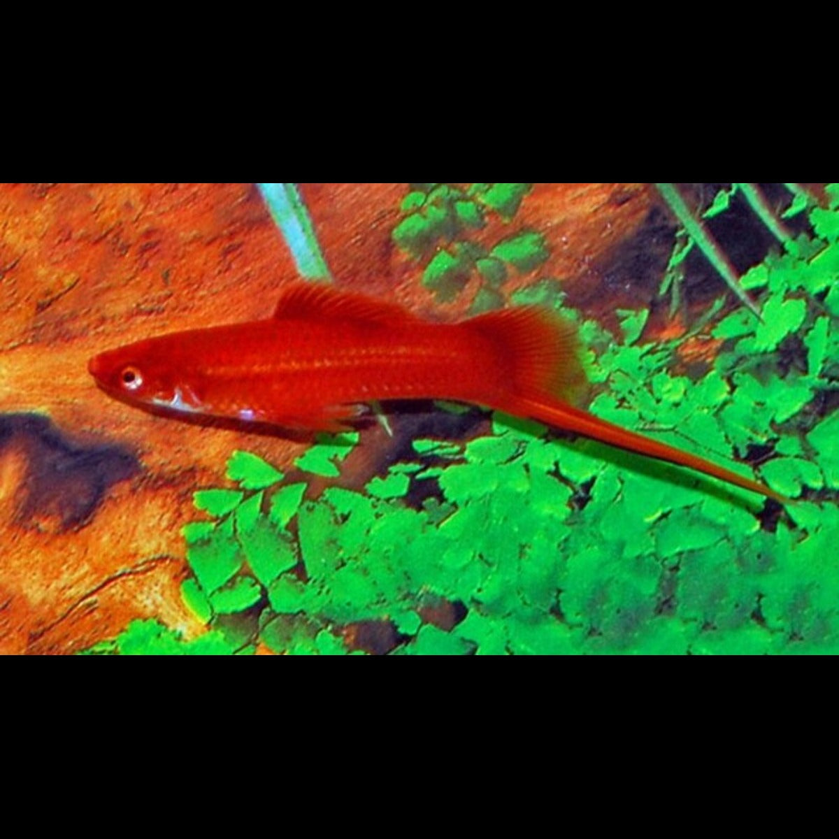 Xipho rouge (Xiphophorus hellerii) en aquarium