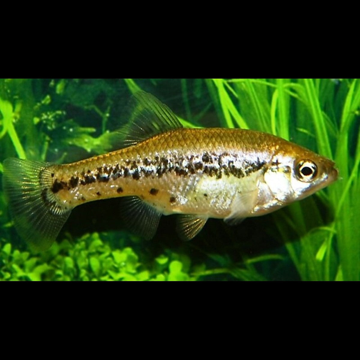 Ameca splendens (Ameca splendens)