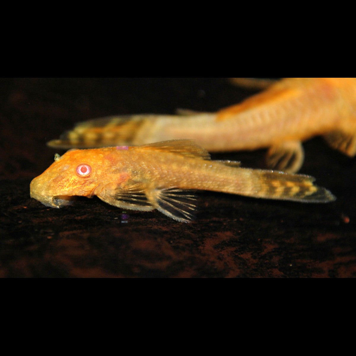 Ancistrus doré albinos (Ancistrus cf. cirrhosus « gold albino ») – Sur commande
