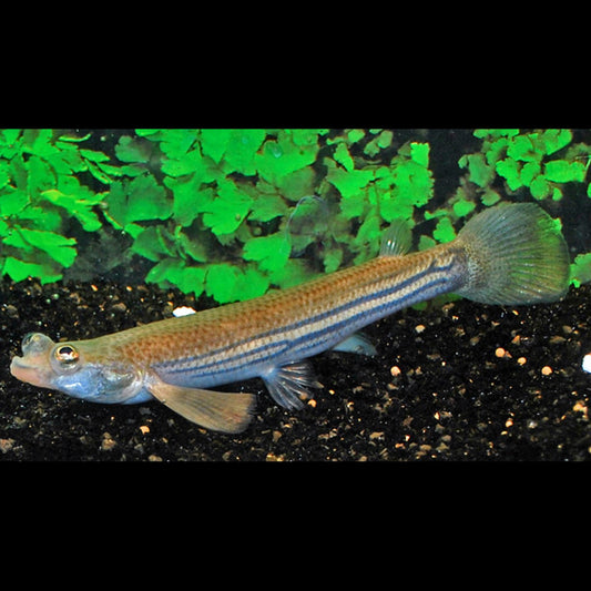 Poisson à quatre yeux sauvage (Anableps anableps) – Sur commande