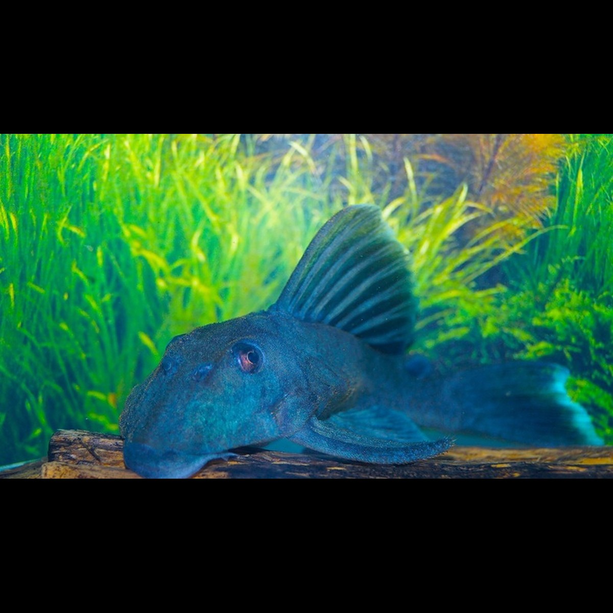 Panaque bleu L239 sauvage (Baryancistrus beggini L239)