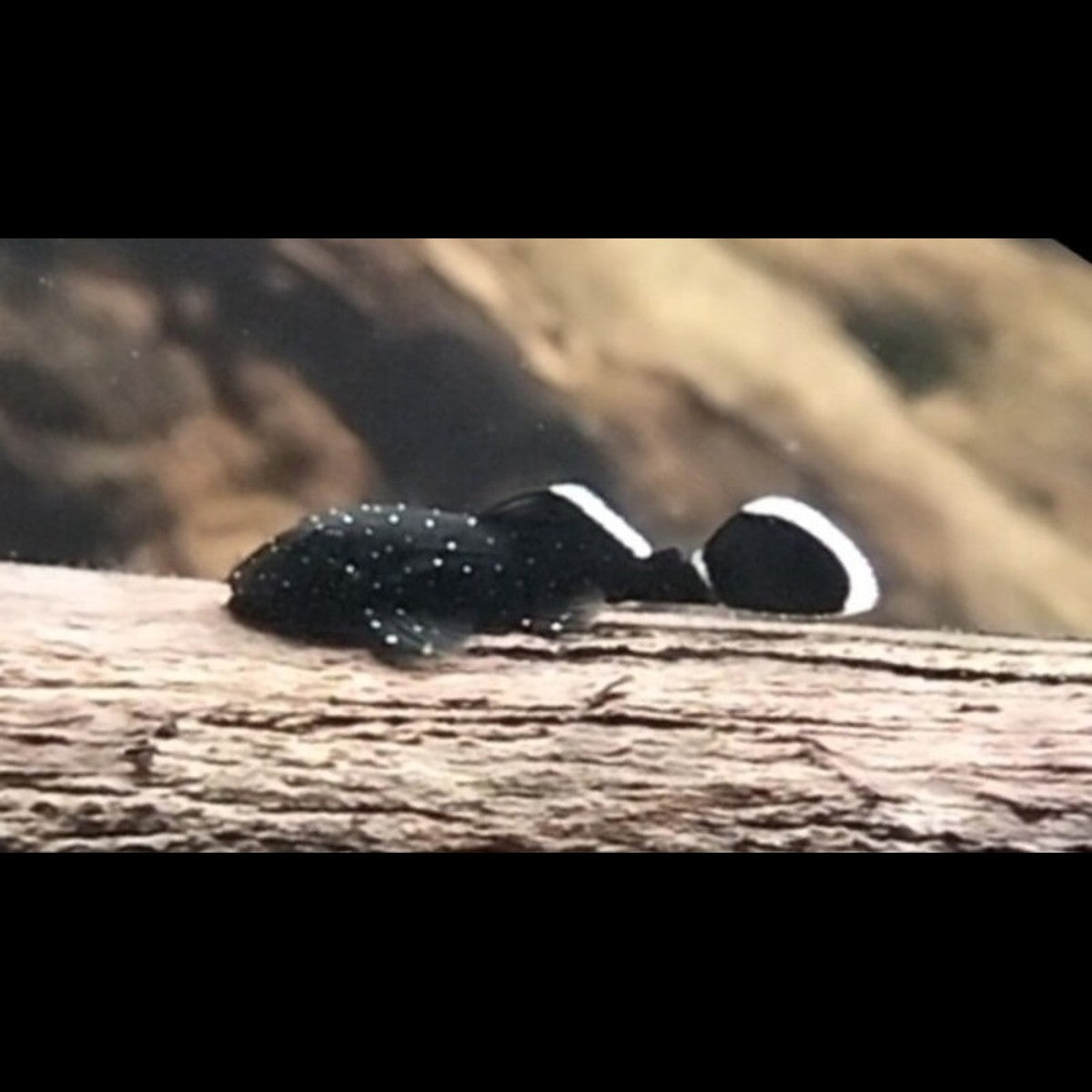 Ancistrus Starlight L183 (Ancistrus dolichopterus L183)