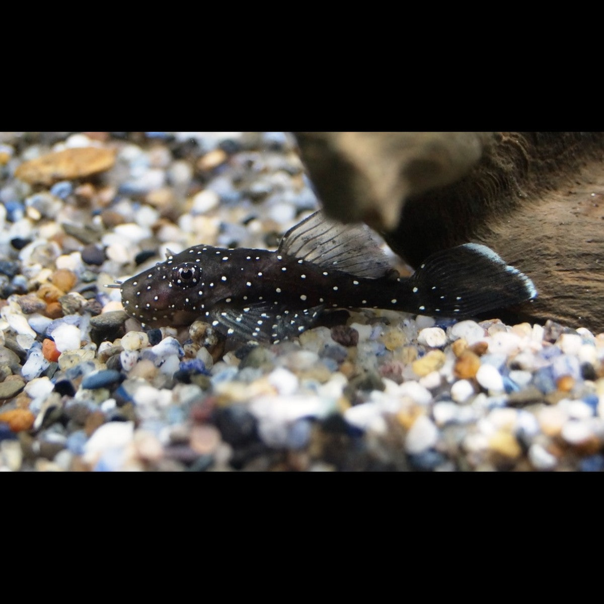 Ancistrus L181 (Ancistrus sp. L181)
