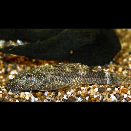 Ancistrus LDA072 sauvage (Ancistrus sp. LDA072) – Sur commande