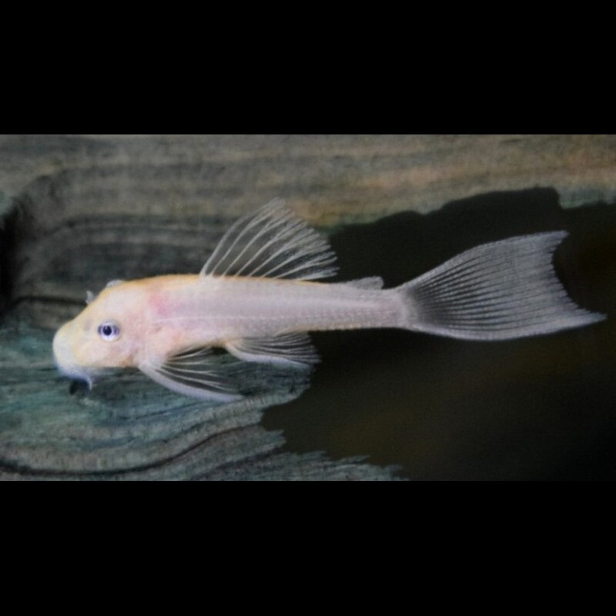 Ancistrus Snow White L144 (Ancistrus sp. L144 « snow white »)