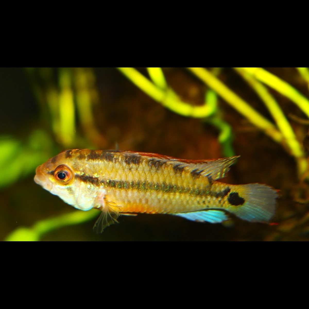 Cichlidé nain Amaya (Apistogramma sp. « Amaya ») – Sur commande