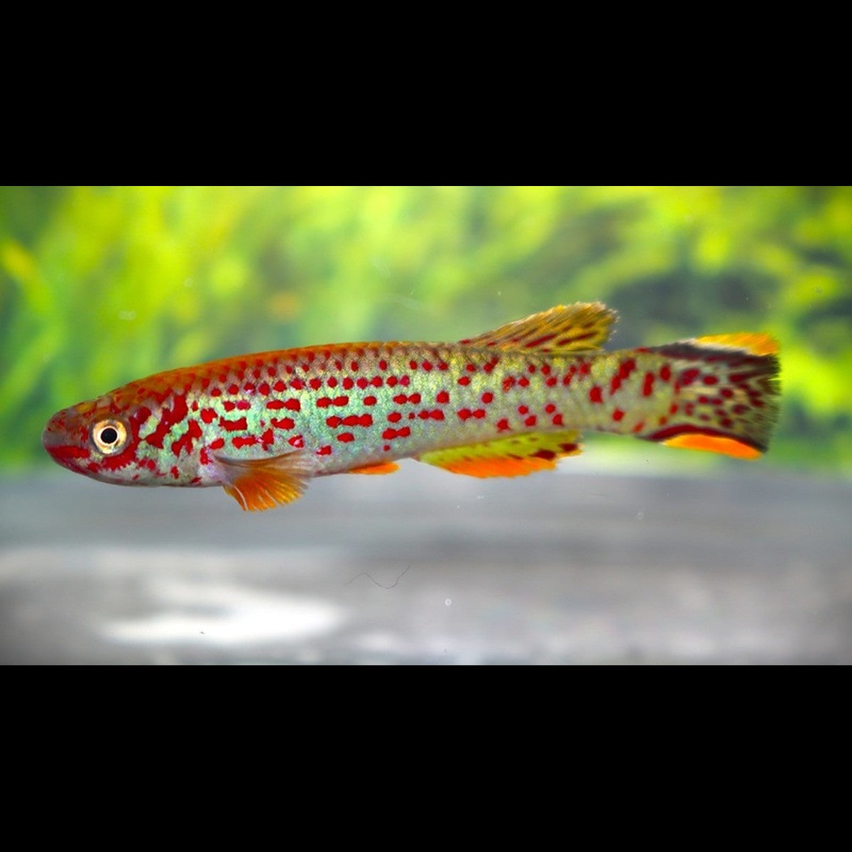 Killi scheeli (Fundulopanchax scheeli)