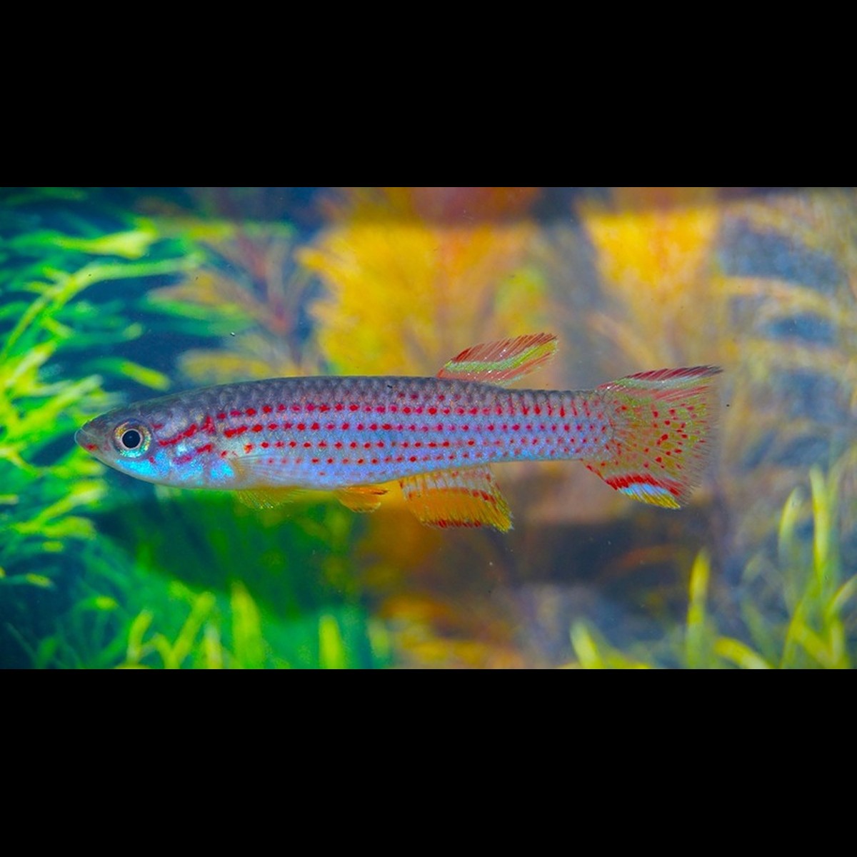 Aphyo Striatum (Aphyosemion striatum) – Sur commande