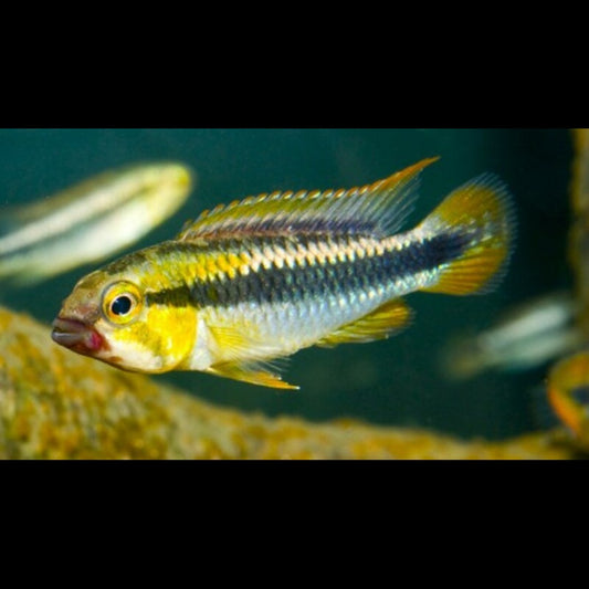 Cichlidé nain Abacaxis (Apistogramma sp. « Abacaxis ») – Sur commande