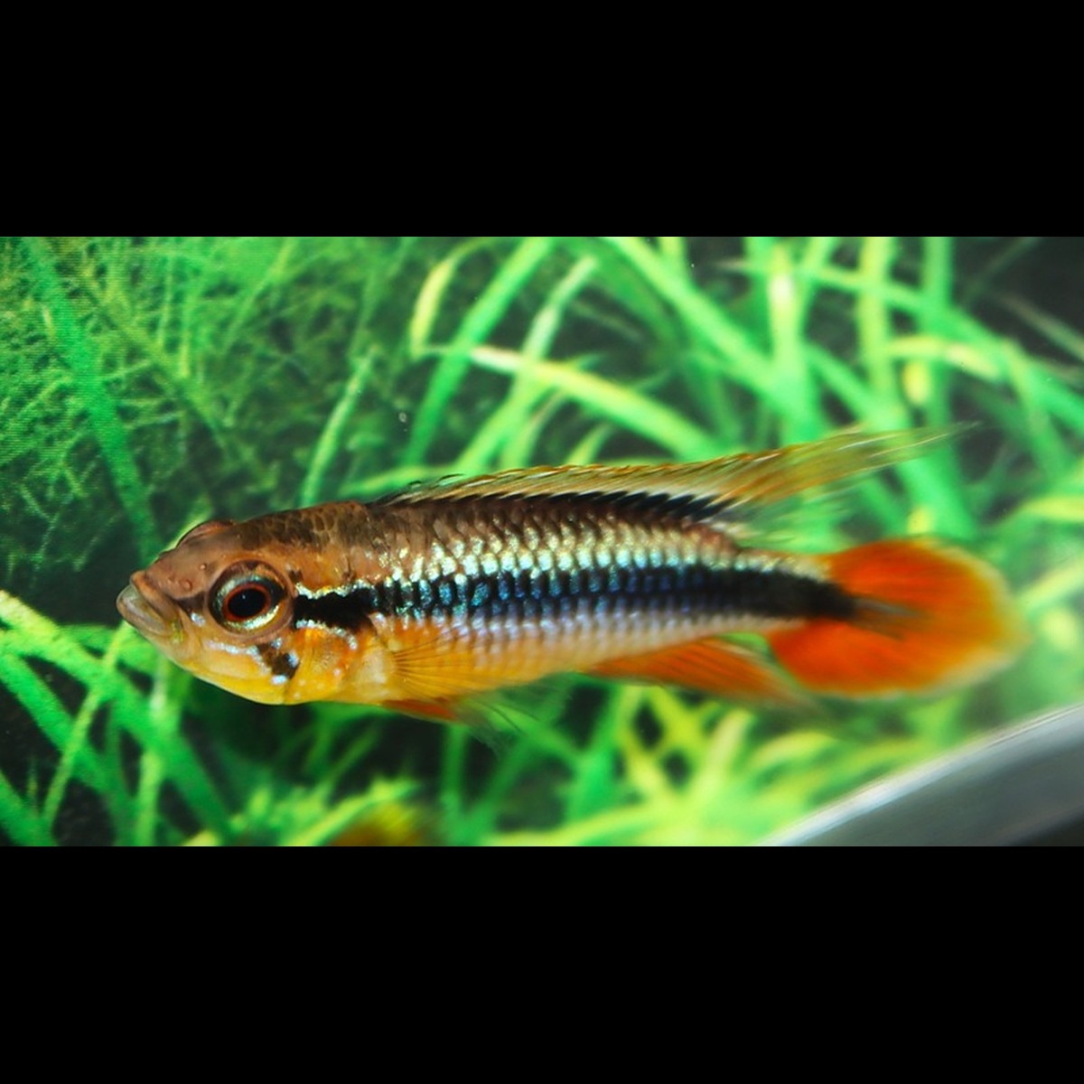 Cichlidé nain d'Agassiz rouge (Apistogramma agassizii « red ») – Sur commande