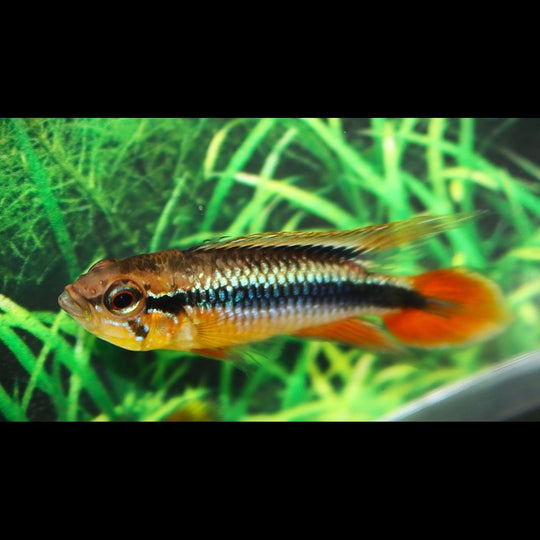 Cichlidé nain d'Agassiz rouge (Apistogramma agassizii « red ») – Sur commande