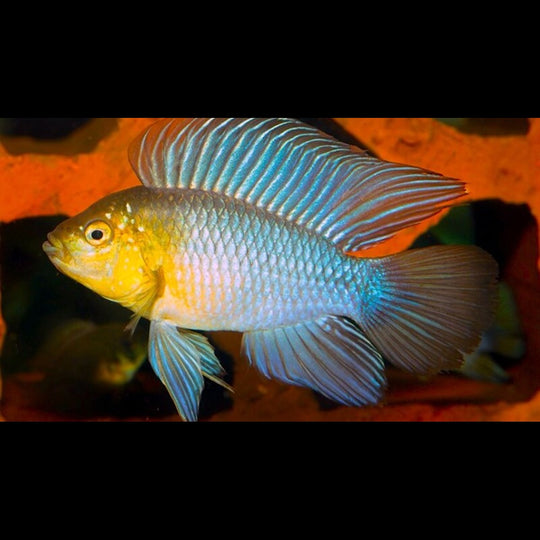 Cichlidé nain ombrelle (Apistogramma borellii) – Sur commande
