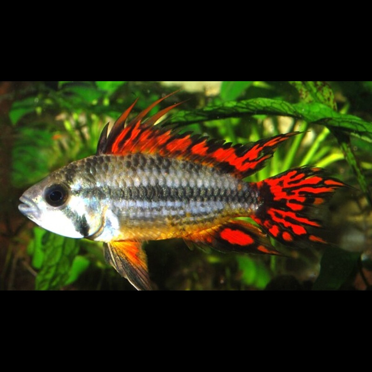 Cichlidé nain cacatoès Double Red (Apistogramma cacatuoides « Double Red ») – Sur commande