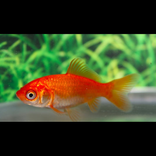 Poisson rouge (Carassius auratus)
