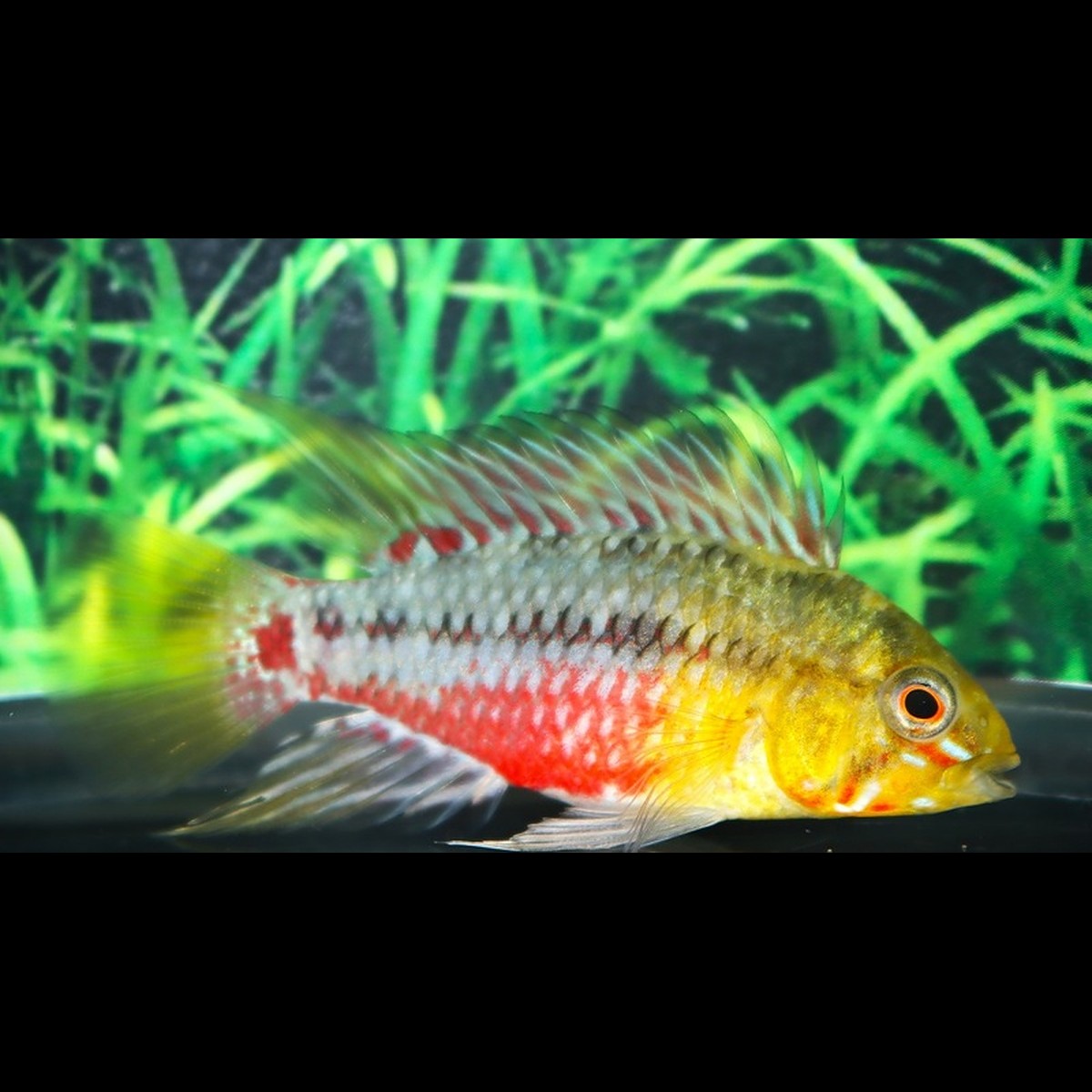 Cichlidé nain de Hongslo (Apistogramma hongsloi) – Sur commande
