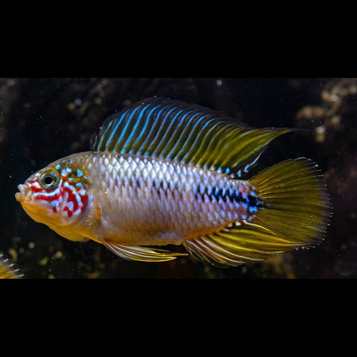 Cichlidé nain Opal (Apistogramma sp. « Opal ») – Sur commande