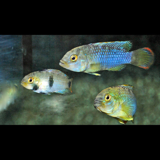 Cichlidé nain panda (Apistogramma nijsseni) – Sur commande
